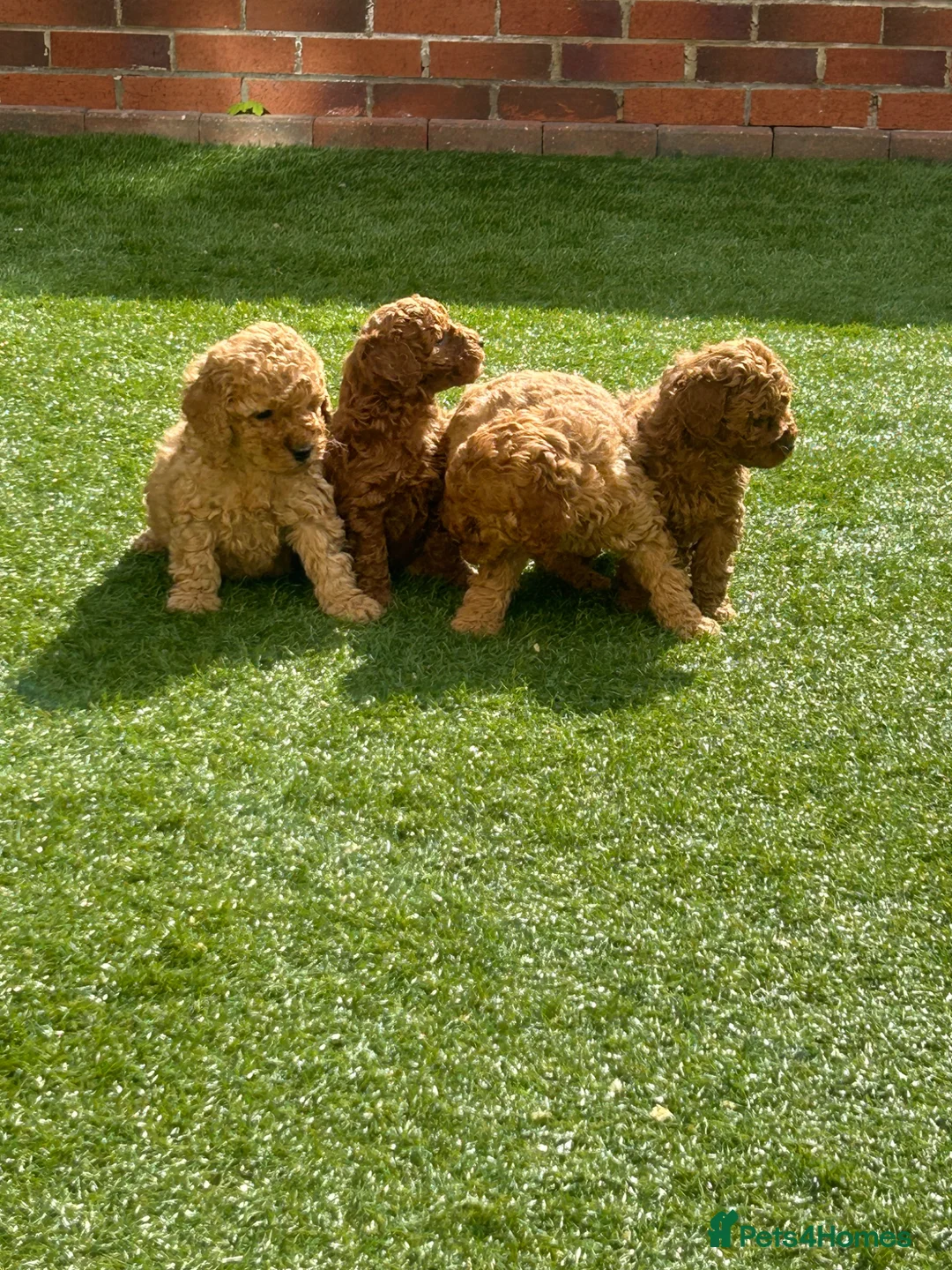Cavapoo dogs for sale: Fox red cava poo puppies - Advert 2