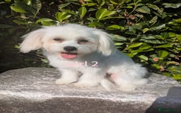 Maltese dogs for sale: Still waiting for love. Beautiful Maltese Puppies - Image 2