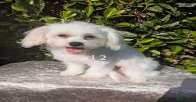 Maltese dogs - Advert 4