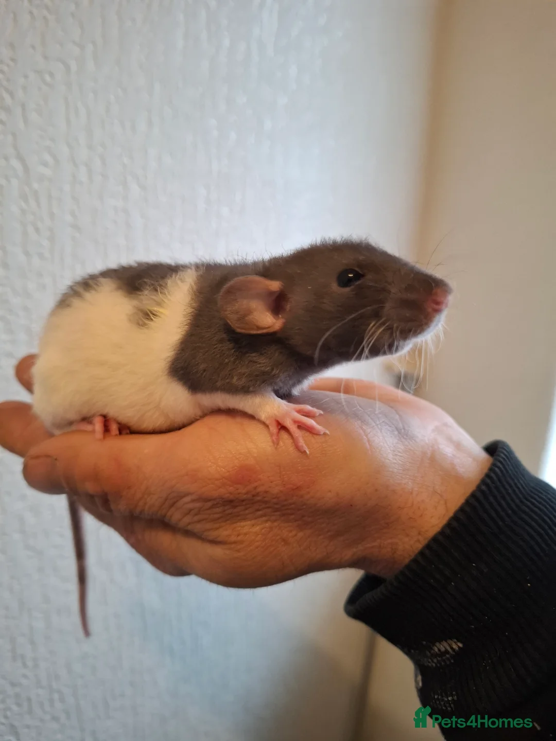 Rat rodents for sale: BABY RATS READY NOW - Advert 3
