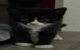 Domestic Shorthair cats for sale: Adorable 6WeekOld Kittens Looking for Loving Home. - Image 2