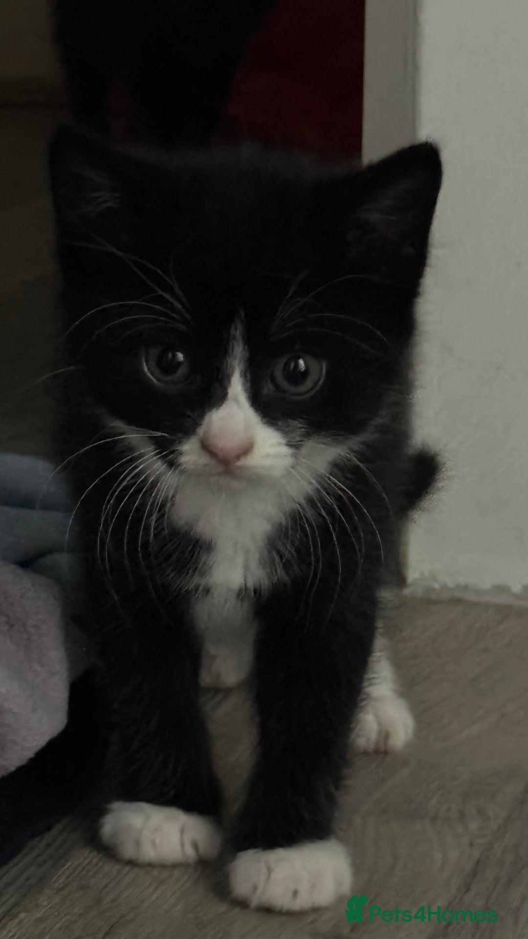 Domestic Shorthair cats for sale: Adorable 6WeekOld Kittens Looking for Loving Home. - Image 2