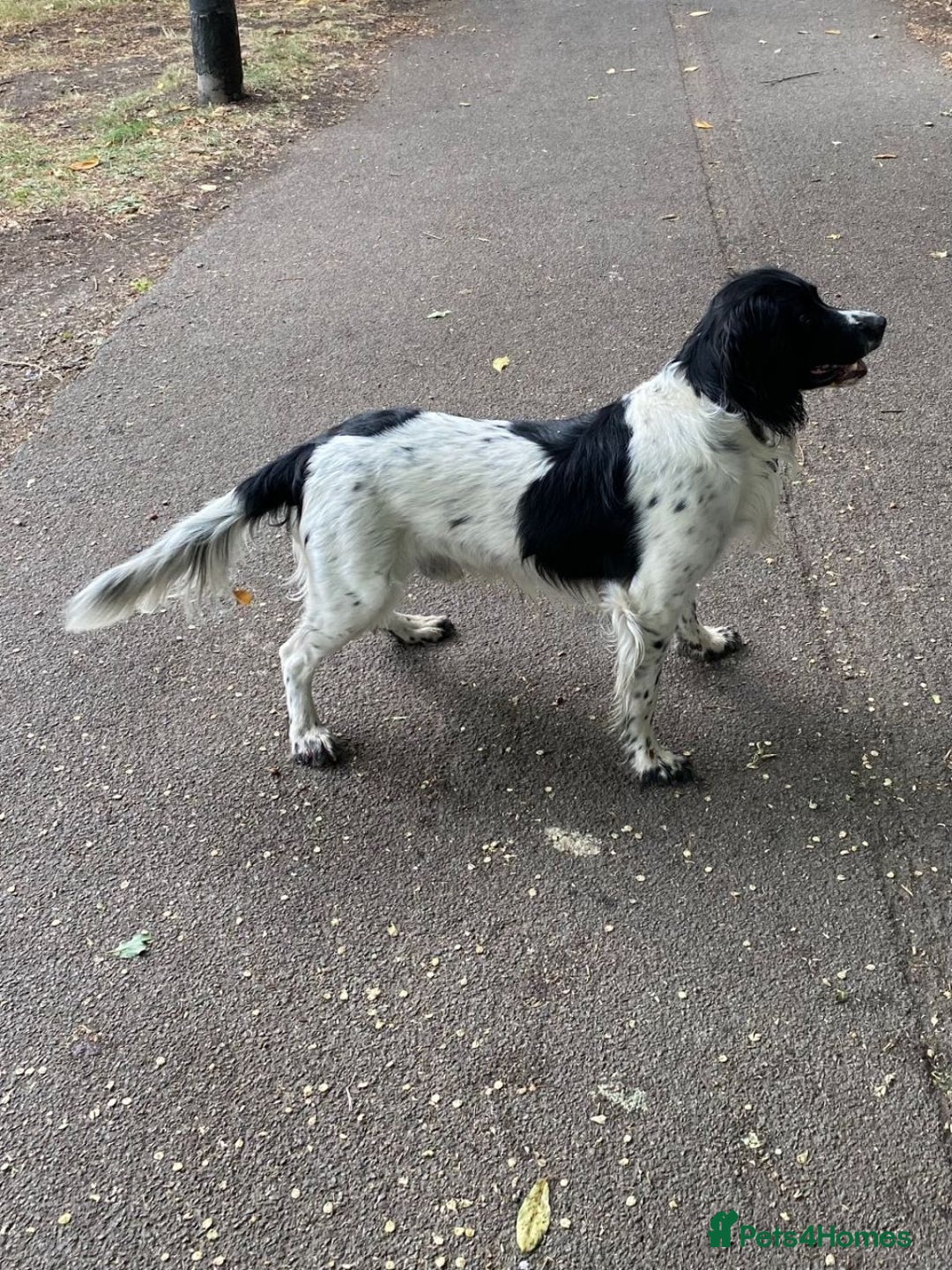 English Springer Spaniel dogs for stud: KC Stud only -English Springer spaniel  - Advert 2