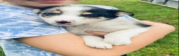 Border Collie dogs for sale: Merle & black and white litter  - Advert 5