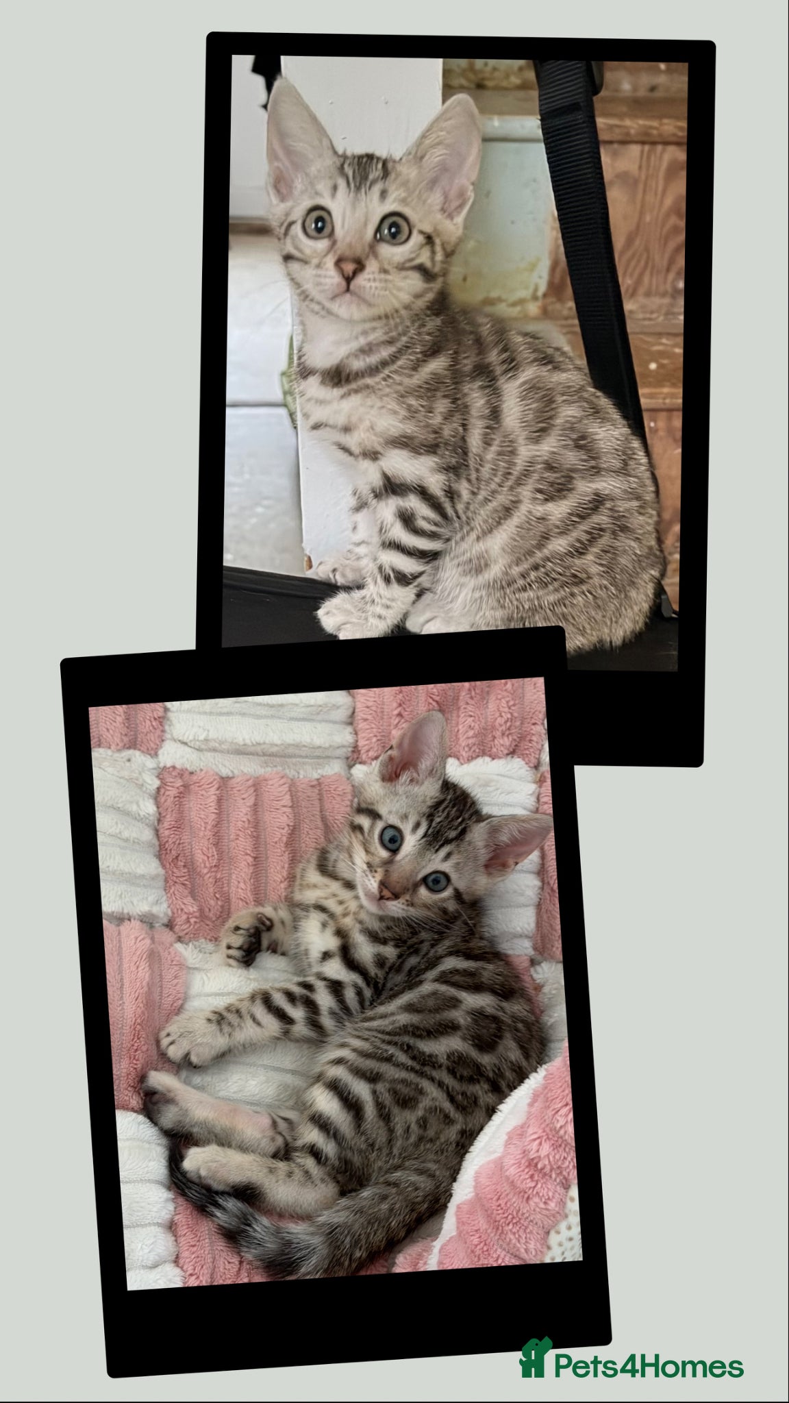 Bengal cats for sale: BENGAL 🔥 KITTENS TICA REGISTERED  - Advert 4