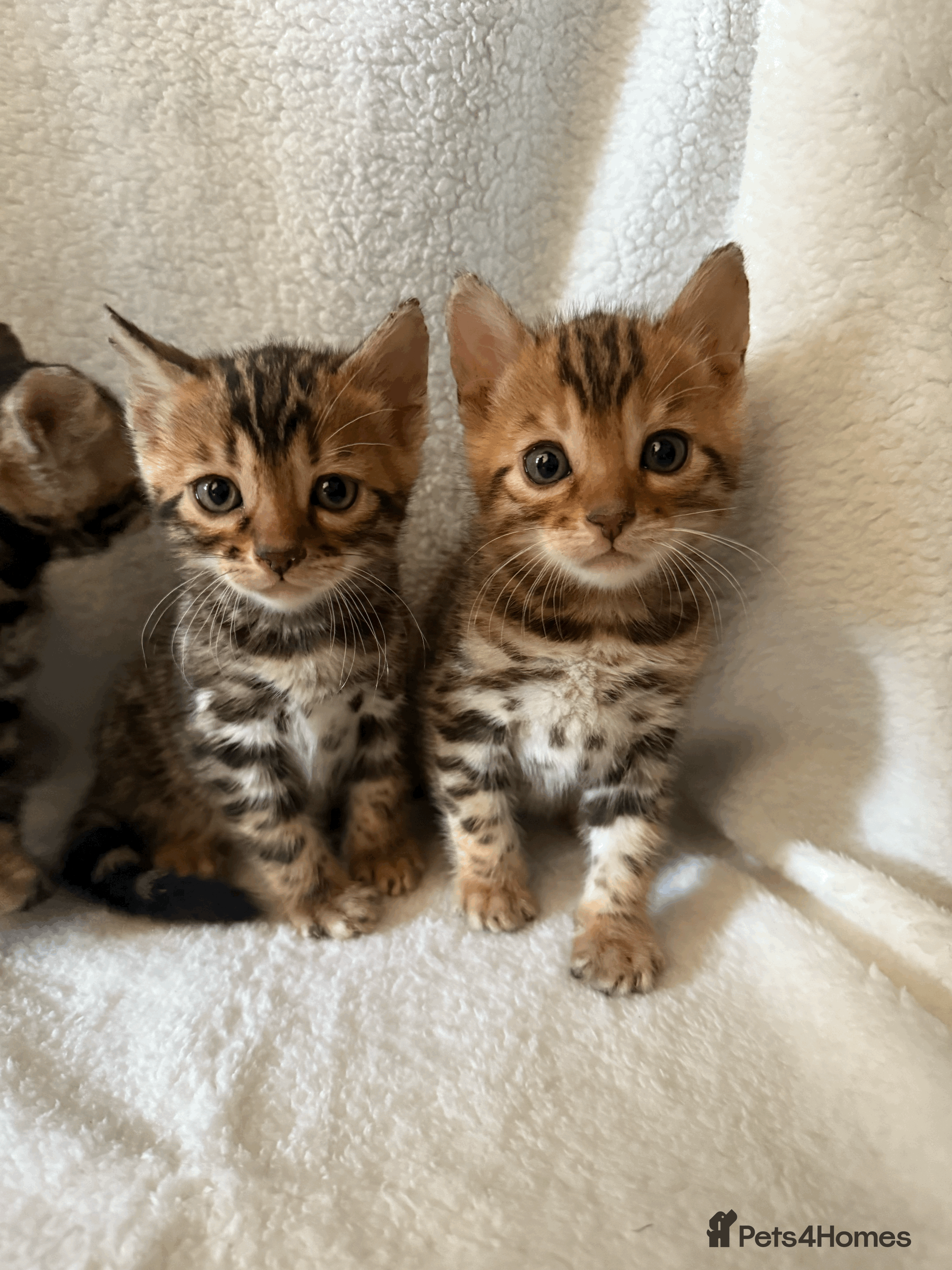 Bengal cats 5 Beautiful Bengal Brown Rosetted Kittens - Advert 17