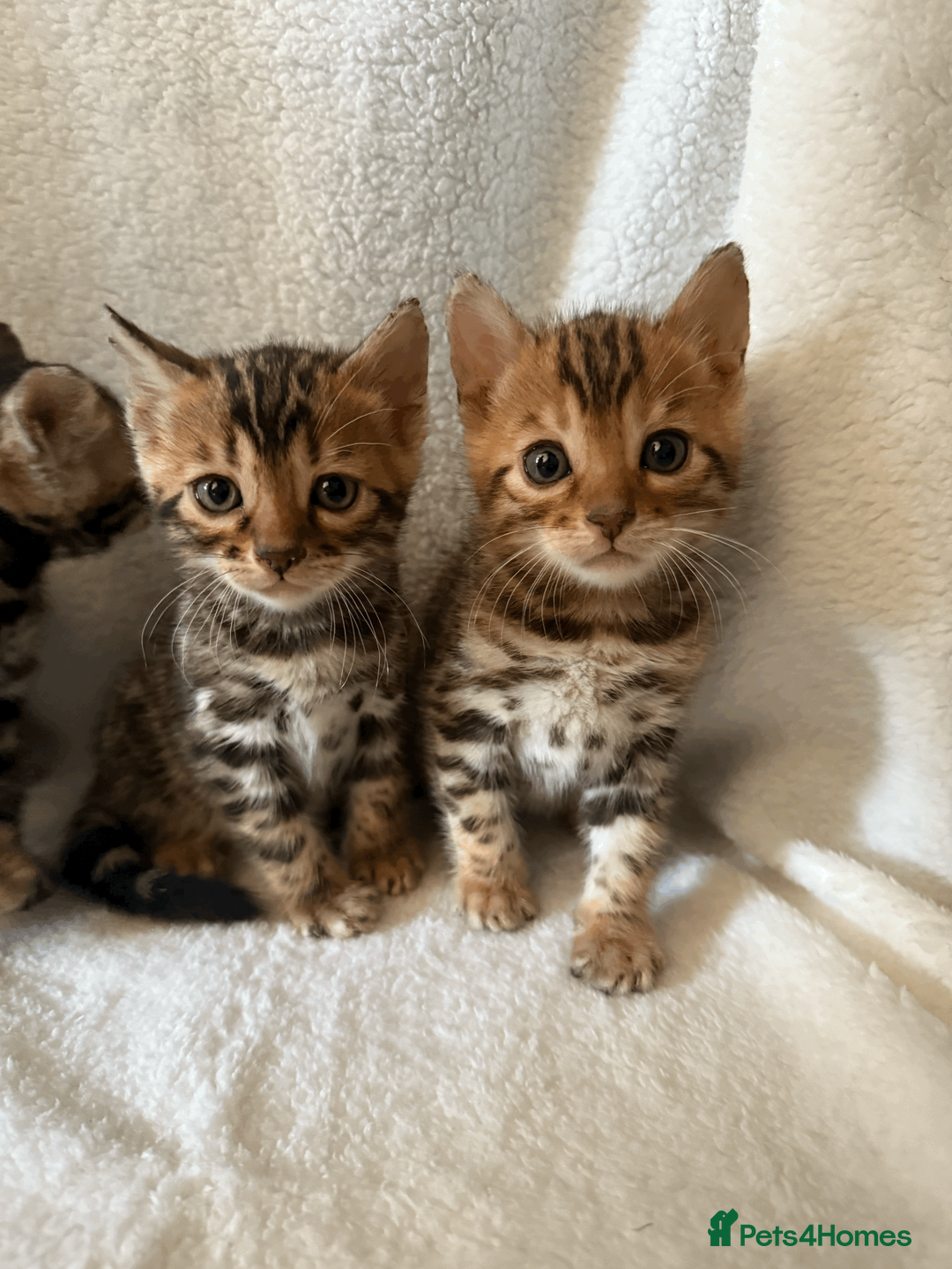 Bengal cats for sale: 5 Beautiful Bengal Brown Rosetted Kittens in London - Advert 4