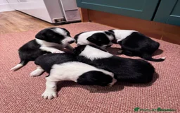Sprollie dogs for sale: 3 beautiful sprollie pups - Image 3