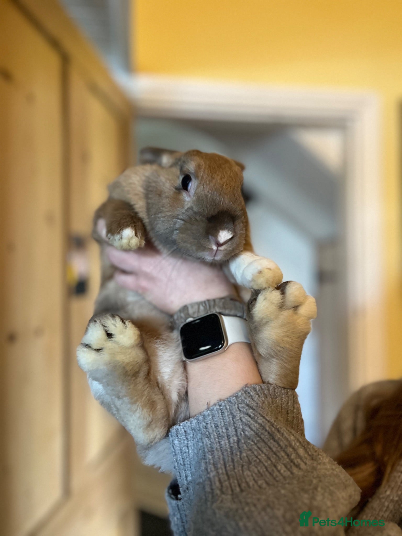 Mixed Breed rabbits Two Beautiful, Socialised Female Bunnies - Advert 14