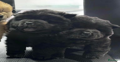 Chow Chow dogs - Advert 4