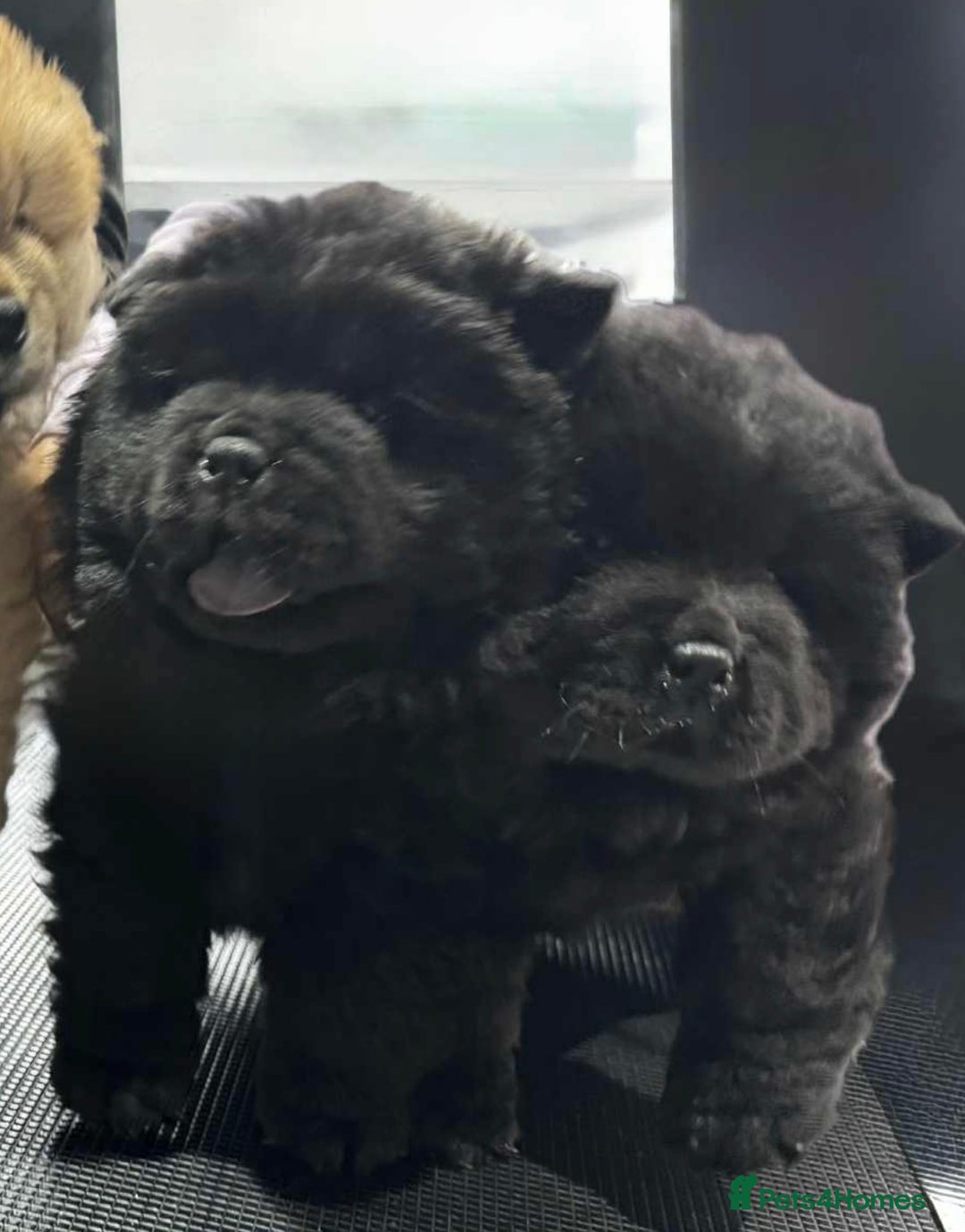 Chow Chow dogs for sale: BLACK GIRL CHOW CHOW - READY NOW!!! - Image 6