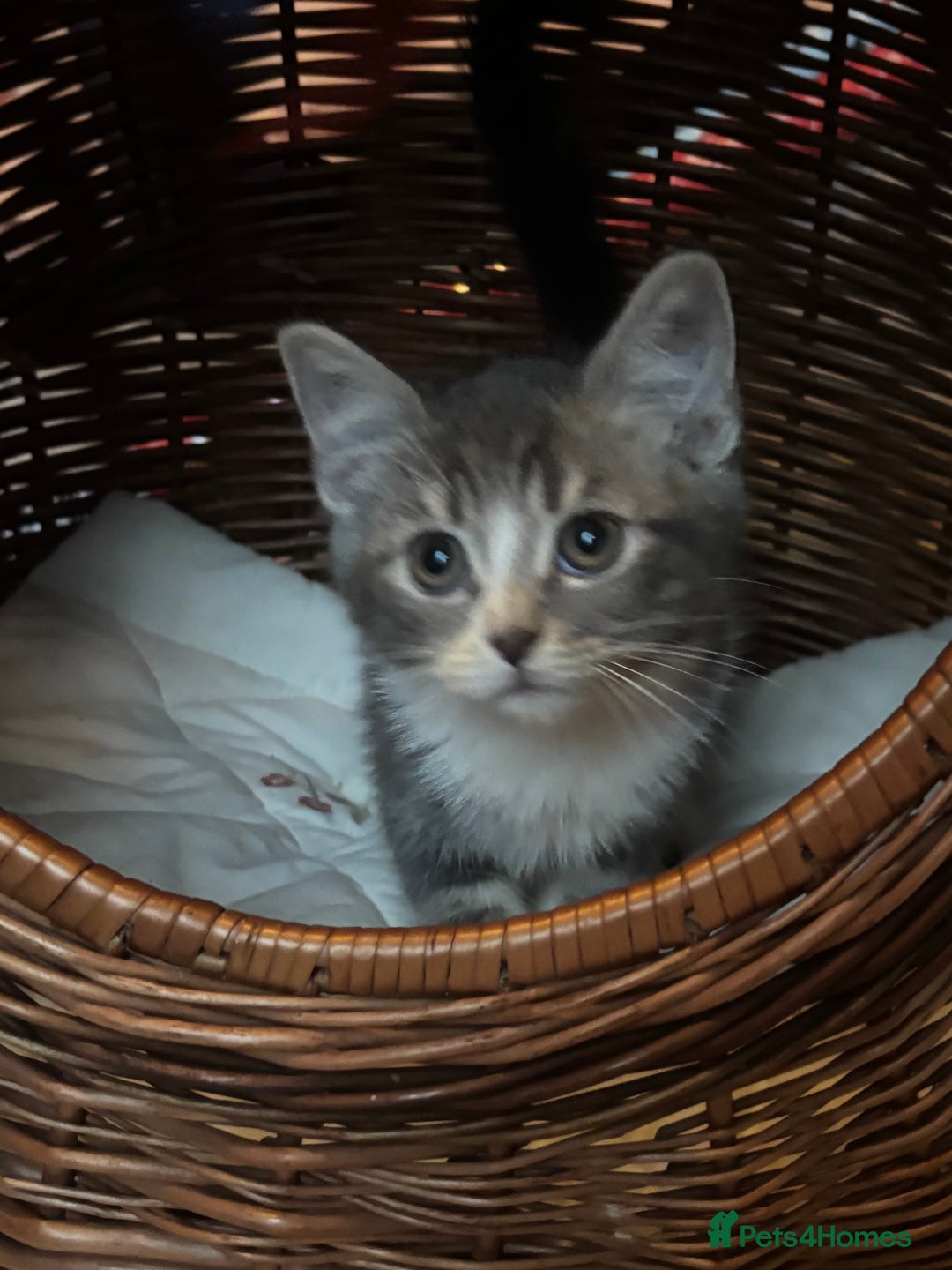 Mixed Breed cats for sale: Maine-Coon x British Blue Kittens.  - Advert 16