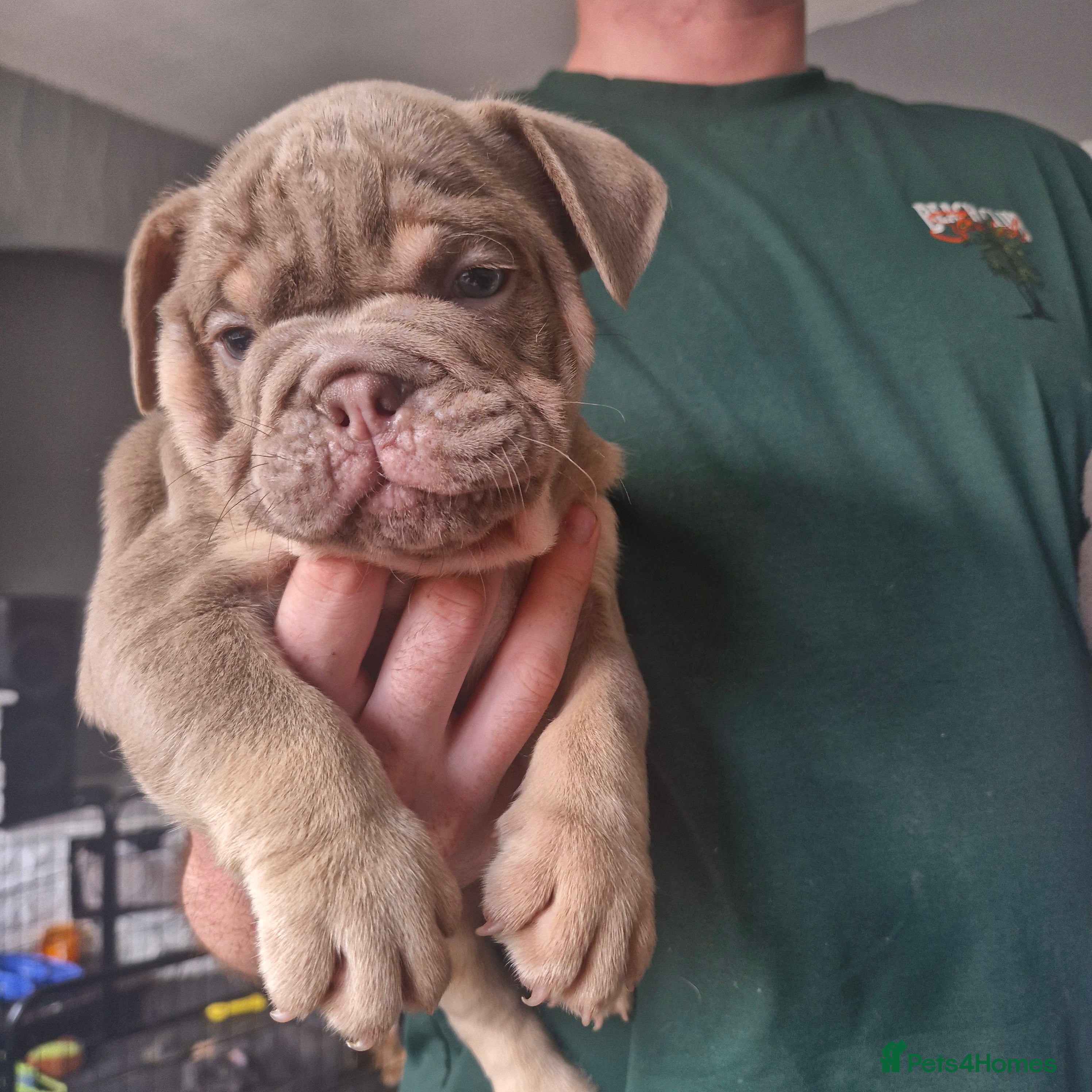 English Bulldog dogs KC REGISTERED BLUE TRI ENGLISH BULLDOGS FOR SALE - Advert 2