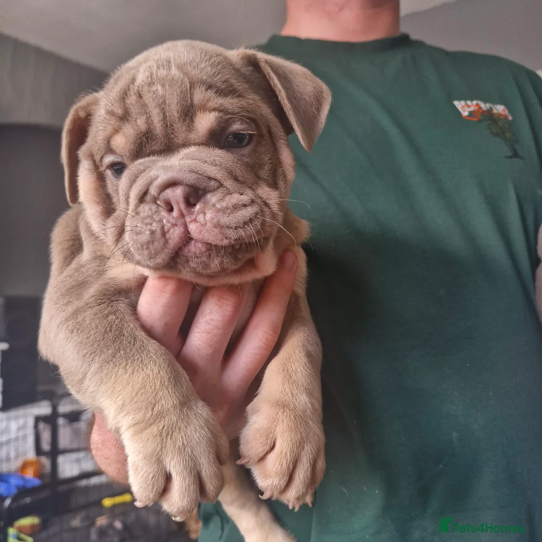 English Bulldog dogs for sale: READY TO LEAVE KC REG BLUE TRI ENGLISH BULLDOGS  - Advert 1