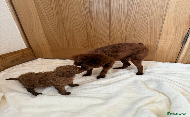 Toy Poodle dogs - Advert 12