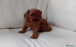 Cavapoo dogs for sale: Gorgeous Red F1 Cavapoo Puppies With H/T Parents - Image 5