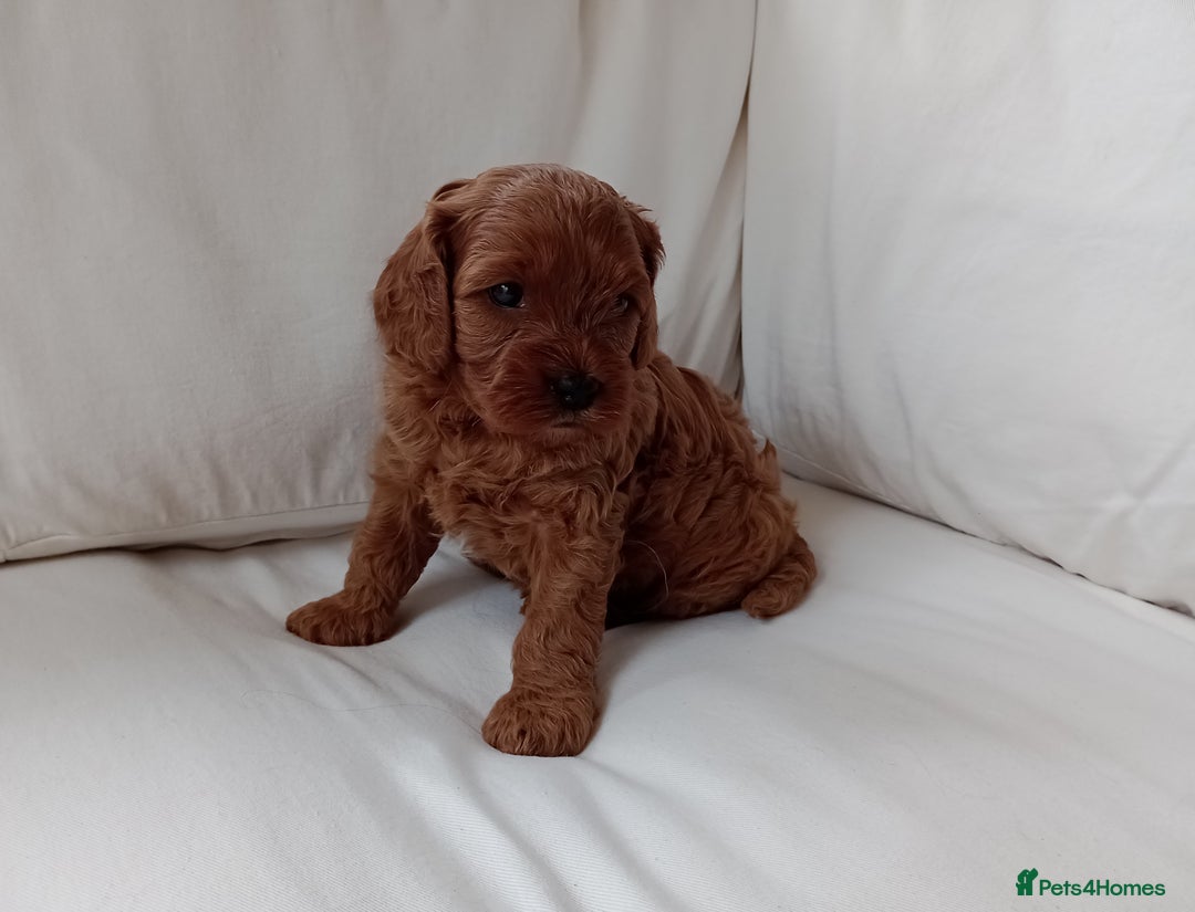 Cavapoo dogs for sale: Gorgeous Red F1 Cavapoo Puppies With H/T Parents - Image 5