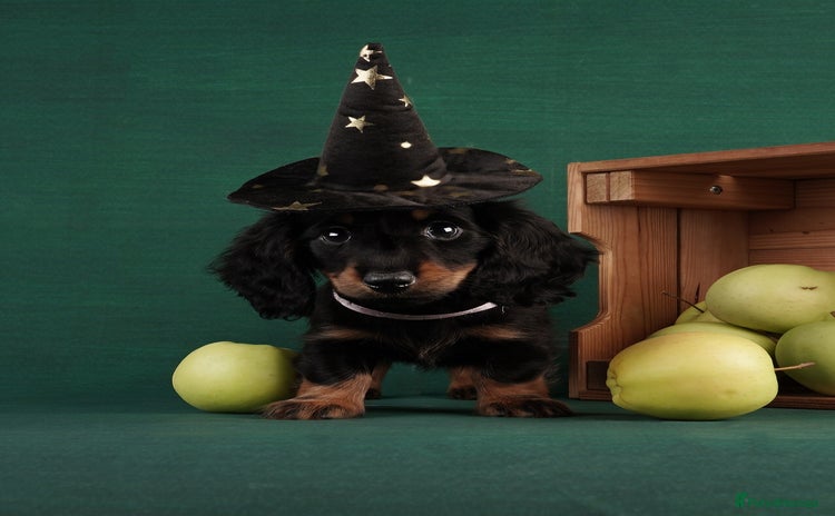 Miniature Dachshund dogs - Advert 10