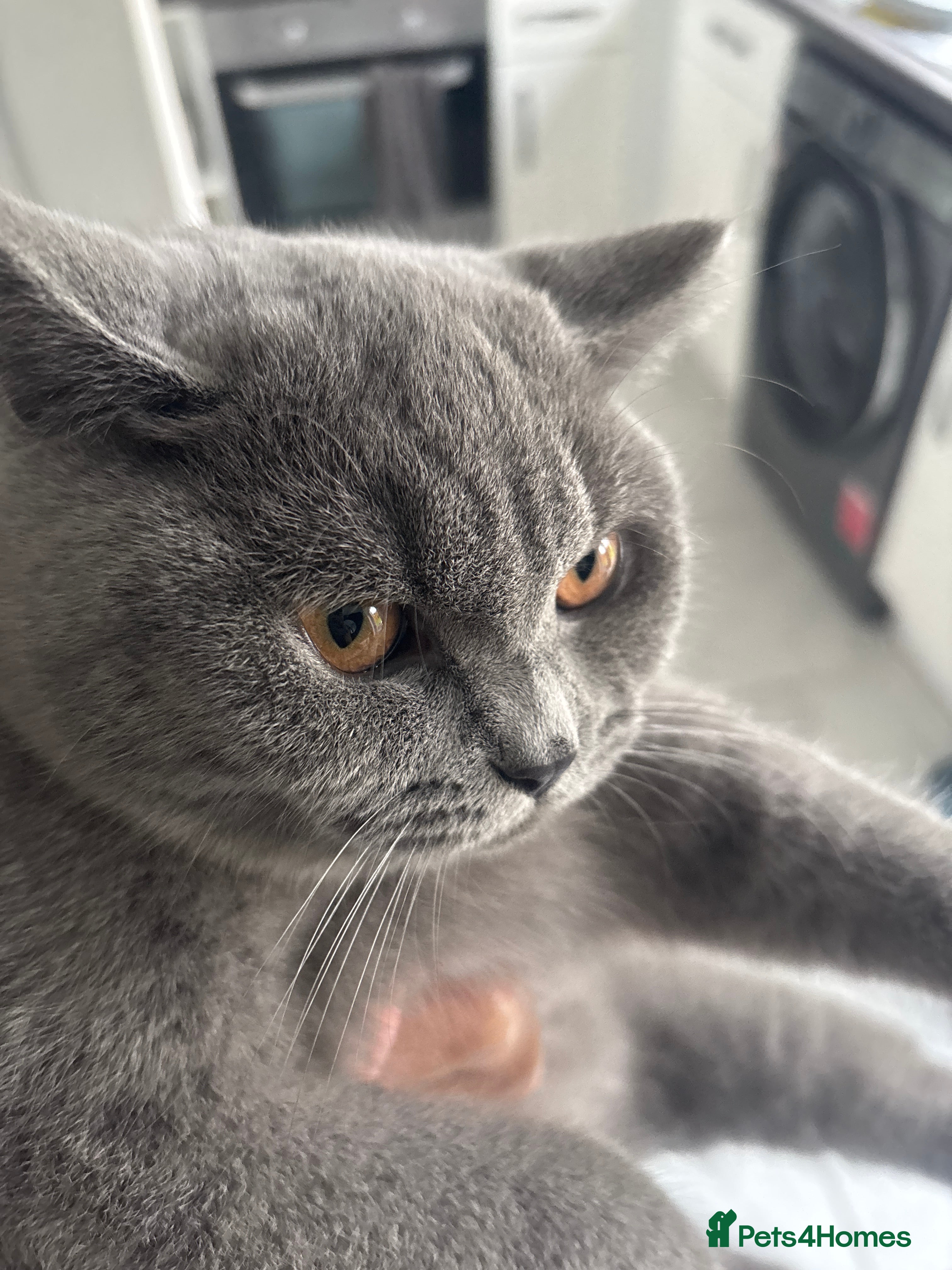 British Shorthair cats British short hair  - Advert 11