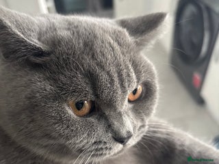 British Shorthair cats British short hair - Advert 1