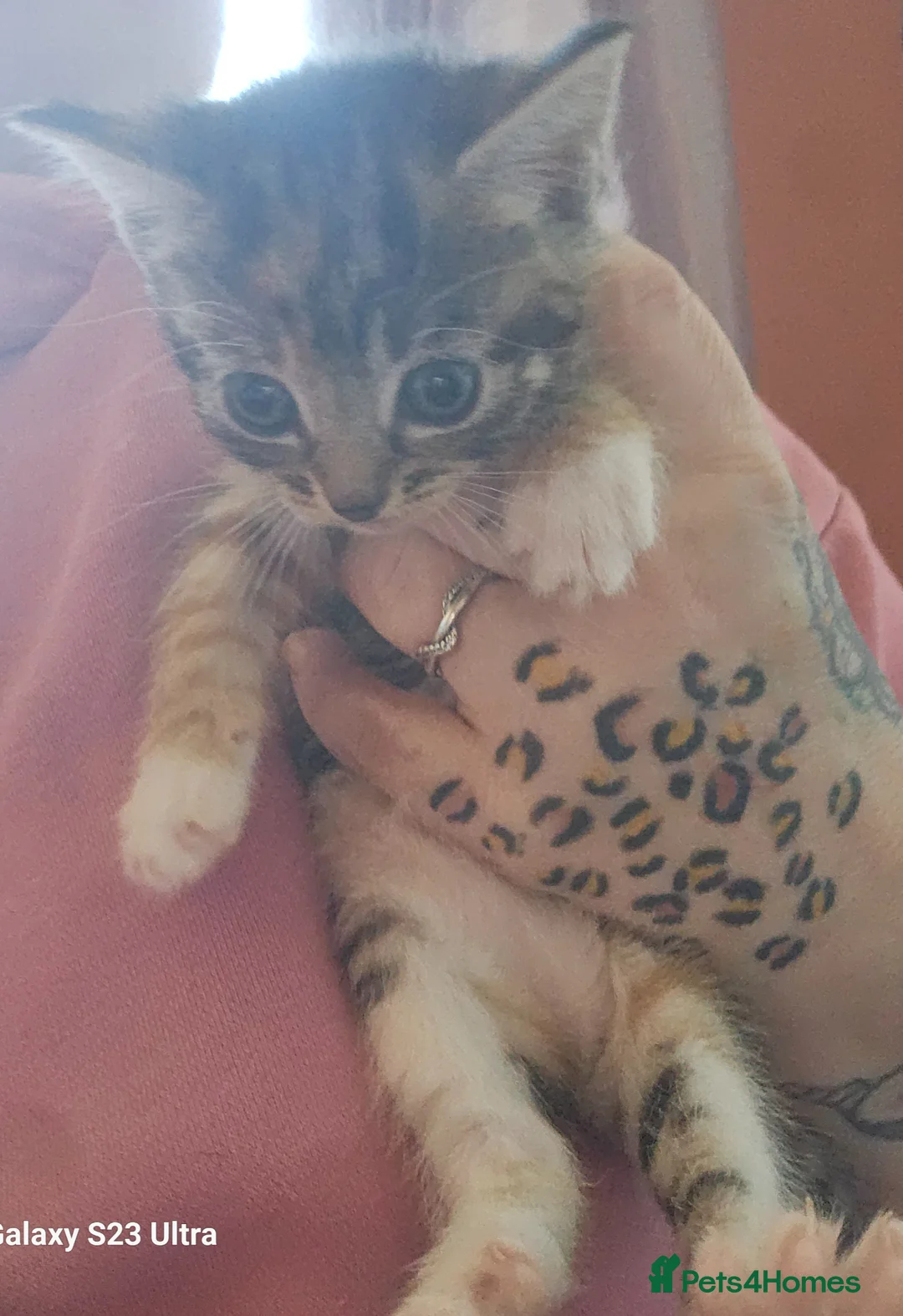 Mixed Breed cats for sale: 1 ragdoll x Burmese boy an 1 calico girl - Advert 1