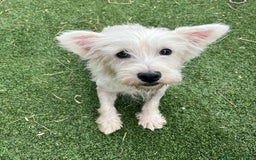 Mixed Breed dogs for sale: STUNNING WESTIE X POODLE PUPPIES  - Image 8
