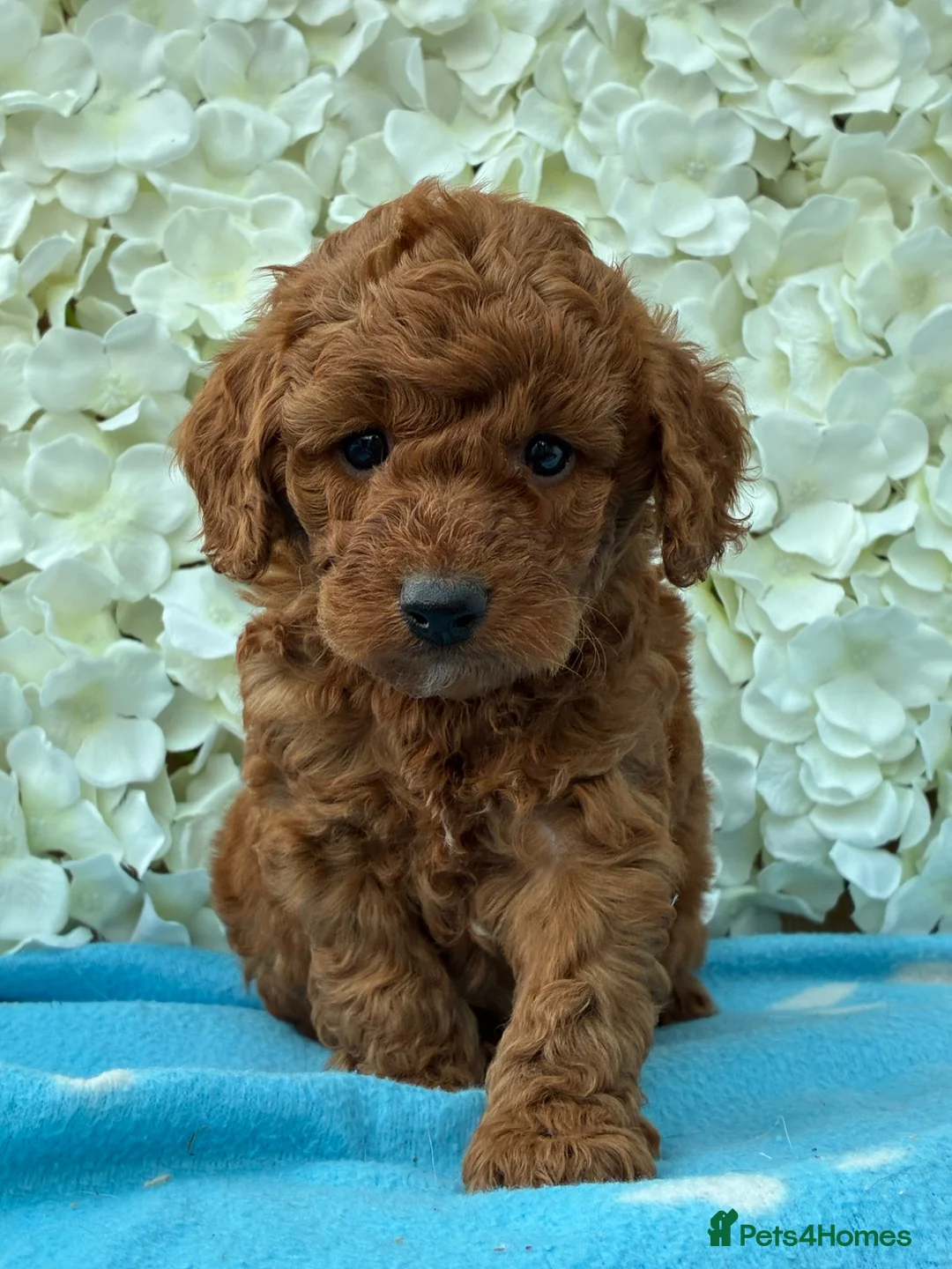 Cockapoo dogs for sale: F1b Cockapoo Puppies Available  - Advert 4