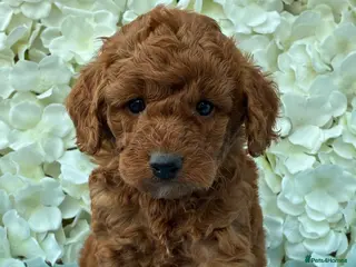 Cockapoo dogs for sale: F1b Cockapoo Puppies Available - Advert 1
