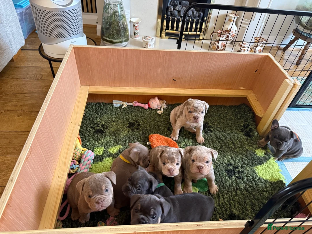 Mixed Breed dogs for sale: French x English bulldogs - Advert 2