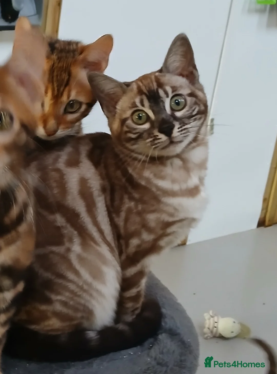 Bengal cats for sale: Stunning Bengal kittens - Advert 9
