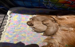 Cavalier King Charles Spaniel dogs for sale: Cavalier King Charles spaniels  - Image 5