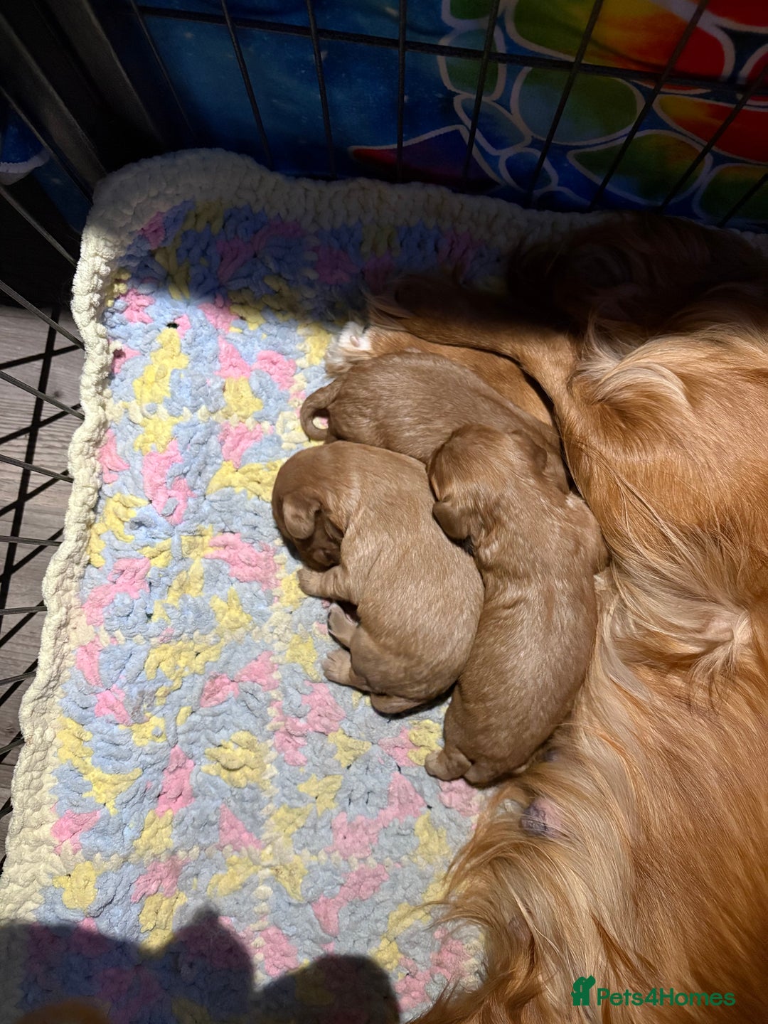 Cavalier King Charles Spaniel dogs for sale: Cavalier King Charles spaniels  - Image 5