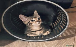 Domestic Shorthair cats for sale: Beautiful domestic short hair kittens for sale  - Image 32