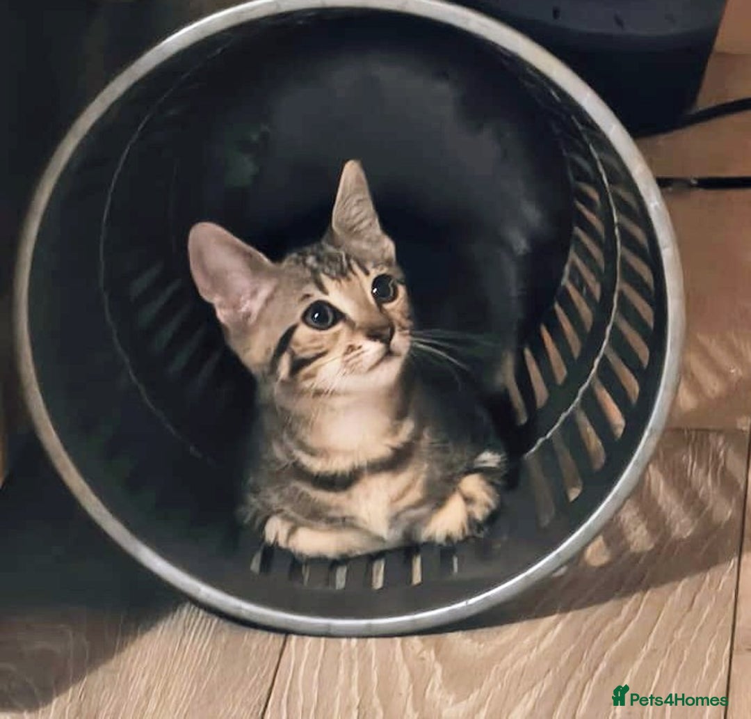 Domestic Shorthair cats for sale: Beautiful domestic short hair kittens for sale  - Image 32