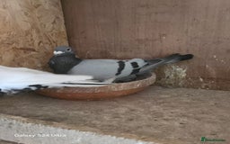 Pigeons birds for sale: Baby and adult racing Pigeons  - Image 7