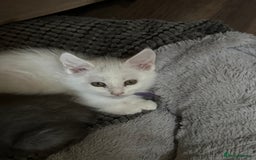 Turkish Angora cats for sale: Mainecoon x  - Image 11