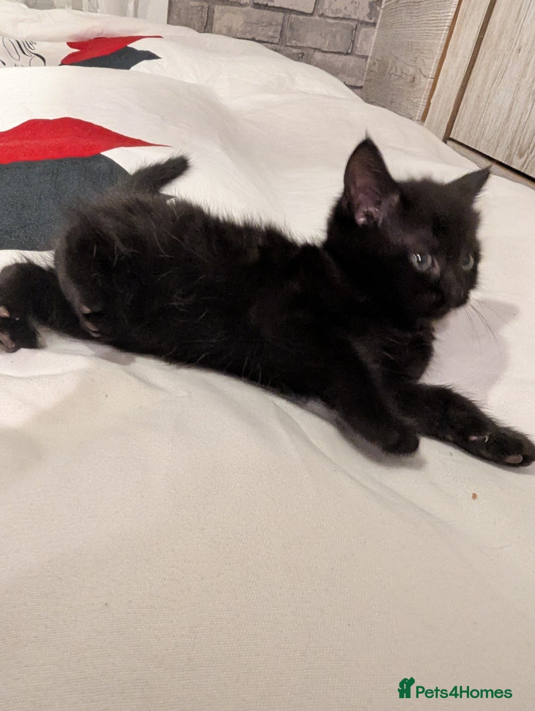 Bombay cats for sale: Beautiful kittens perfect for  **   ** s  - Advert 10