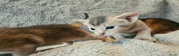 Abyssinian cats for sale: Abyssinian Kittens From Champion Bloodlines - Advert 18