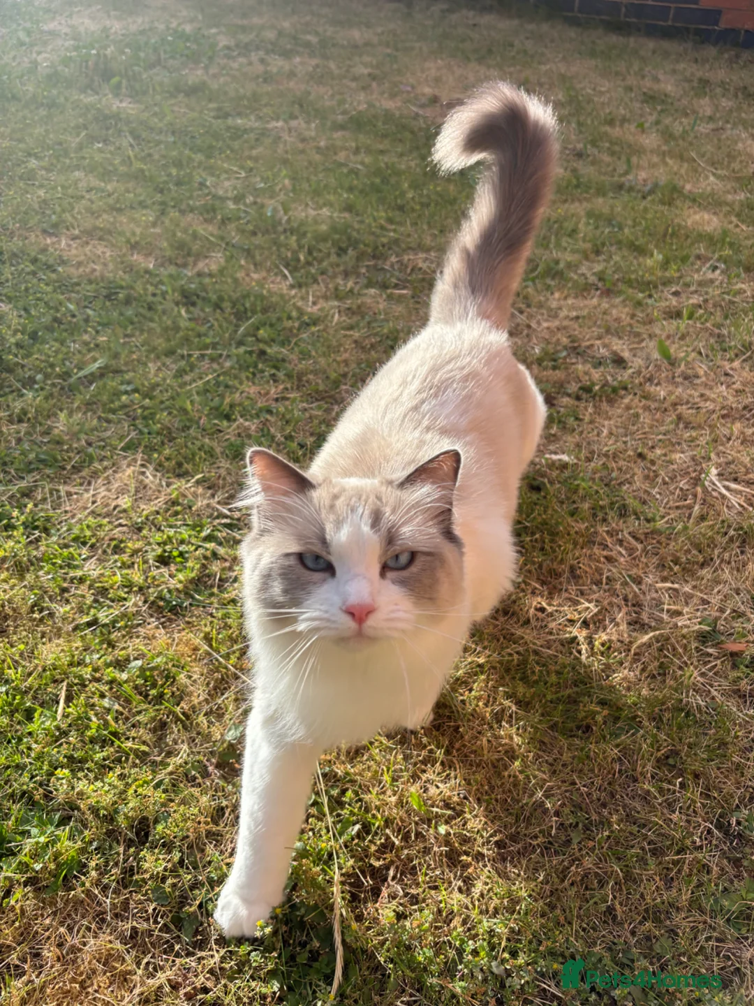 Ragdoll cats for sale: Blue bicolour ragdoll boy - Advert 1