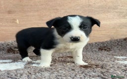 Border Collie dogs for sale: ISDS Registered border collie pups - Image 2