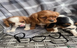 Cavalier King Charles Spaniel dogs for sale: Cavalier King Charles pups - Image 9