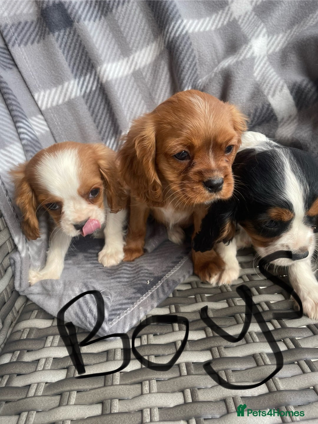 Cavalier King Charles Spaniel dogs for sale: Cavalier King Charles pups - Image 9