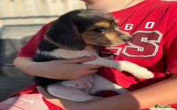 Mixed Breed dogs for sale: Beagle Cross puppies  - Image 10