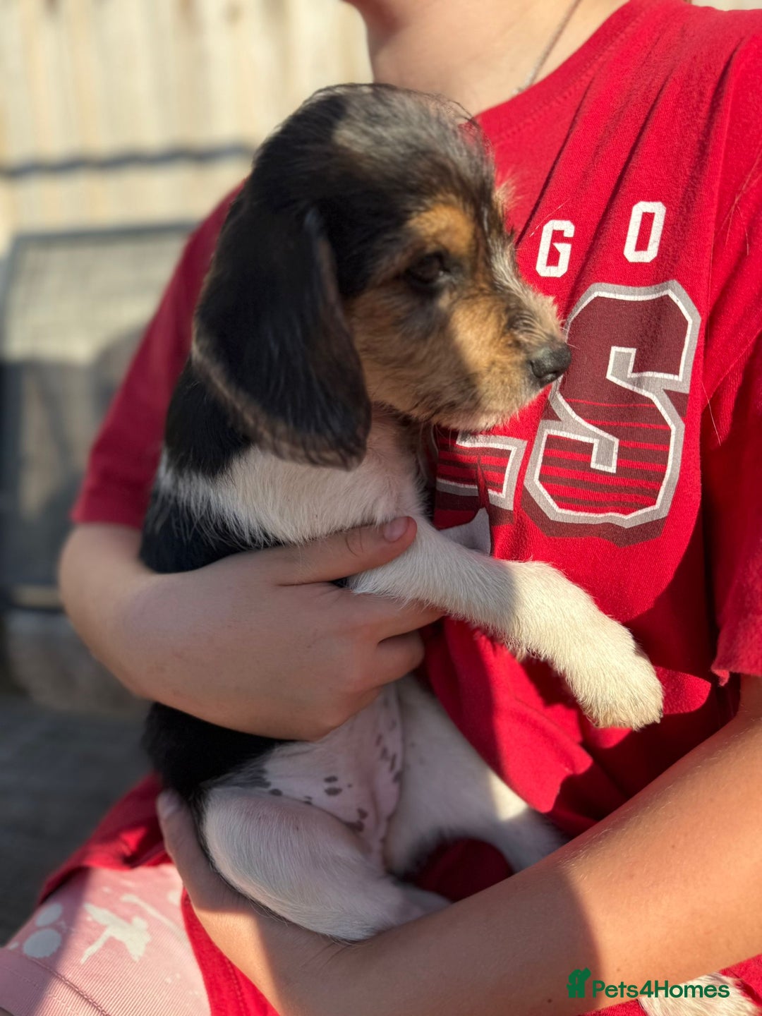 Mixed Breed dogs for sale: Beagle Cross puppies  - Image 10