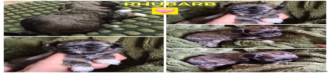 Rhubarb 