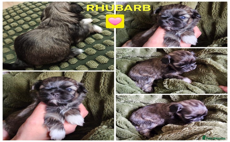 Lhasa Apso dogs - Advert 1