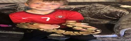 Python Snake reptiles for sale: Female ball python with everything included  - Advert 11