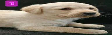 Labrador Retriever 1