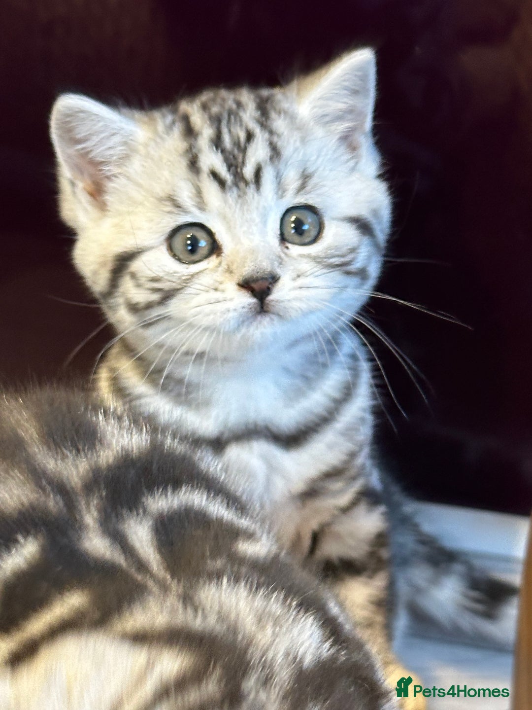 British Shorthair cats for sale: BSH stunning Silver Tabby kittens - Advert 11