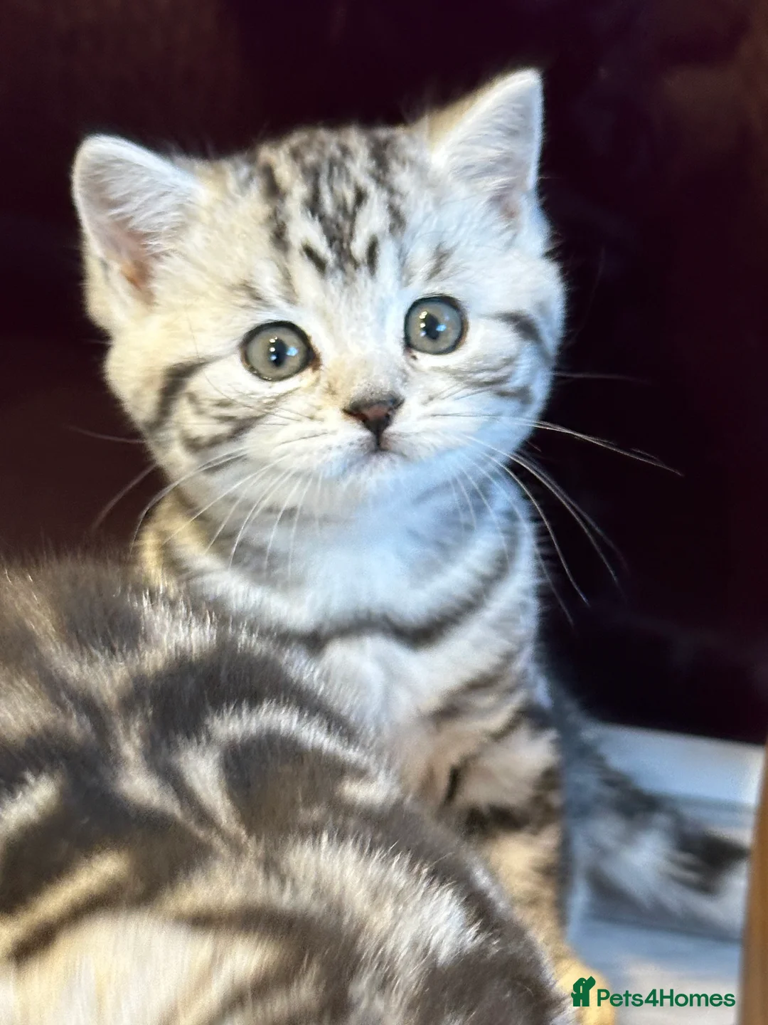 British Shorthair cats for sale: BSH stunning Silver Tabby kittens - Advert 12